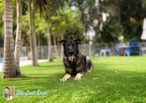 Jill’s Next Door Dog Walking & Pet Services