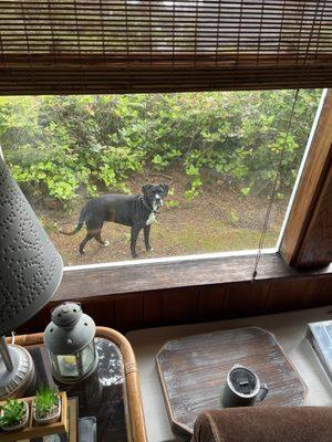 Whales Watch Vacation Rentals