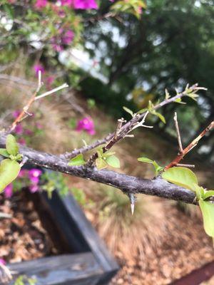 Thorns on bush at park