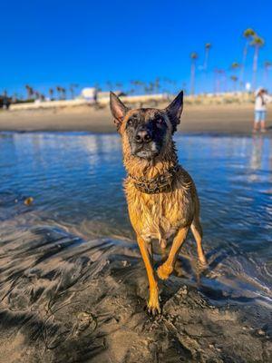 Always take her to doggie gone grooming after beach days