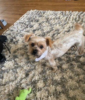 CANDY PET PALACE & MORE