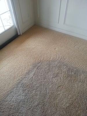 Before& after picture. Pet dander.