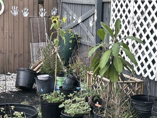 The Psychedelic Jester