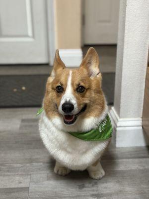 Bentley after his 1st time at Doggy Barber