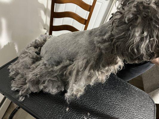 Lorena's Grooming Cats & Dogs