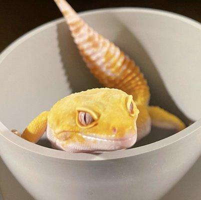 These guys are so cool. Doesn't matter the color, pattern or the morph. These guys were my 1st Reptile & will always be one of my favorites.