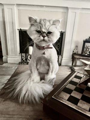 Precious grooms mobile pets spa