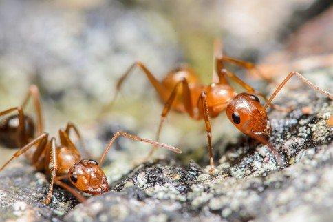 Grandeur Pest Solutions