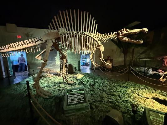 Spinosaurus skeleton