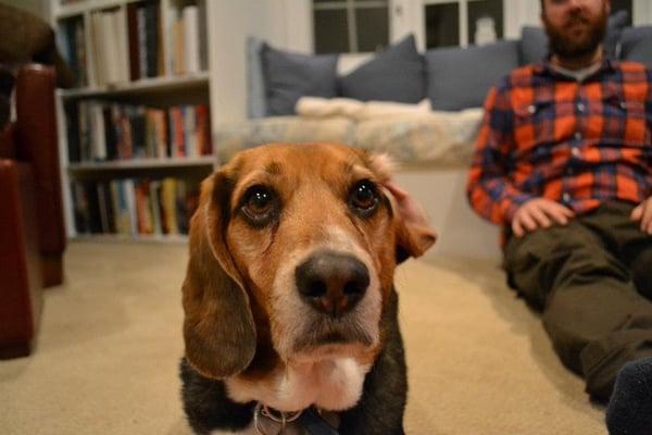 City Sniffers Denver