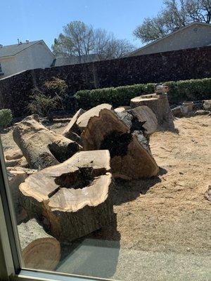 True Arbor Tree Services