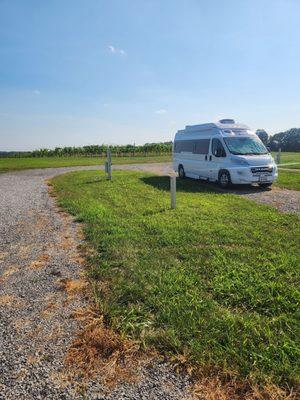 Clad & Cordon Vineyard