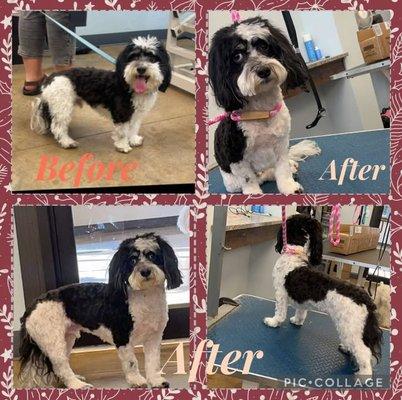 Hazel Dell Pet Resort