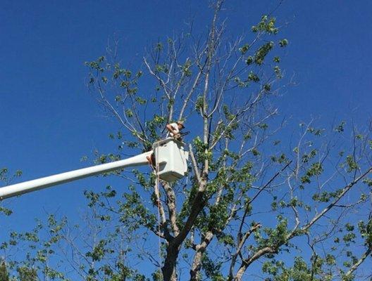 Miller Tree Service