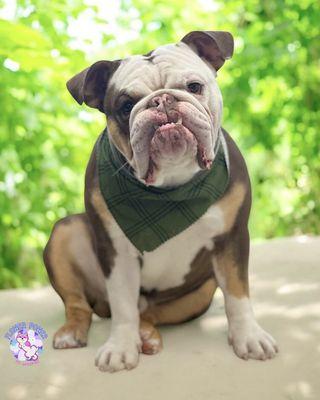 Flower Power Pet Grooming