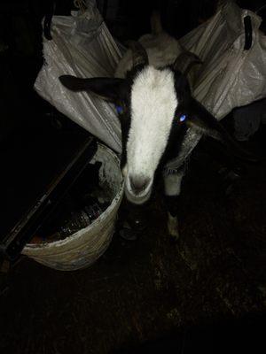 HumblHippy Pandemic Pet Preserve