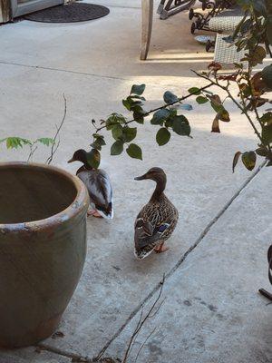 Birdseyehousekeeping