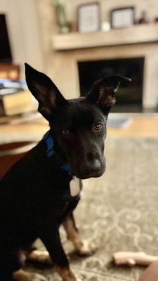 Moki German Shepard/ Belgian malinois mix