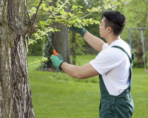 Tony J Bricker Tree Service