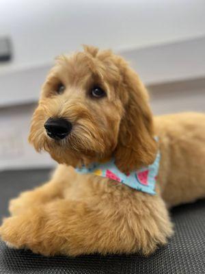 Mr Anthony Pet Grooming Mobile