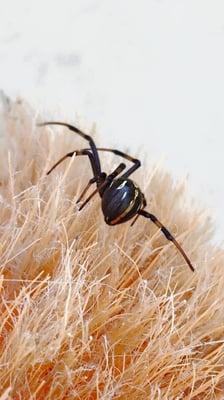 Prosperity Pest Control