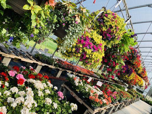 Hart's Greenhouse & Florist