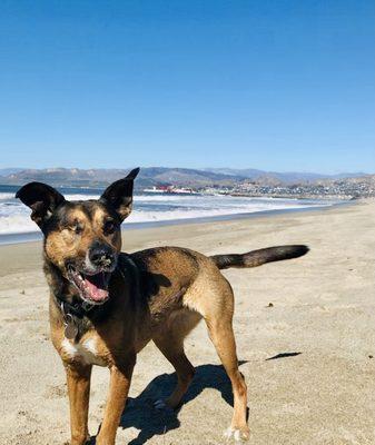 Cornelius Pet Hospital