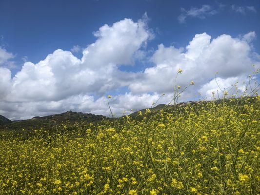 Rancho Bernardo Community Park