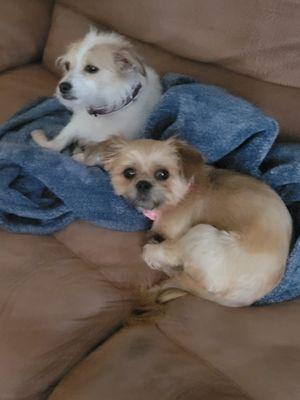 Oh My Dog Grooming