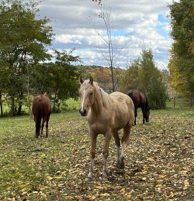 CL Love Equine Services