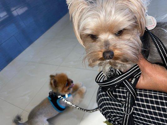 Twins Animal Hospital