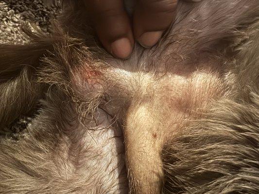 I guess the allergies caused the cut. Stupid a** itches!