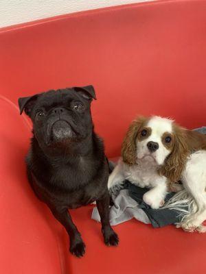 Lulu and Ginger are best buddies.