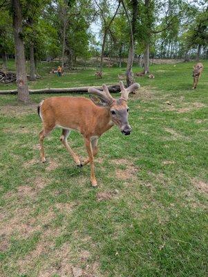 Paul Bunyan Animal Land