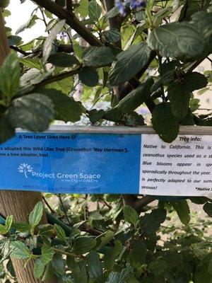 The planted trees are protected by stakes to grow straight. A water bag added to ensure roots grow deep. The volunteers do all the work!