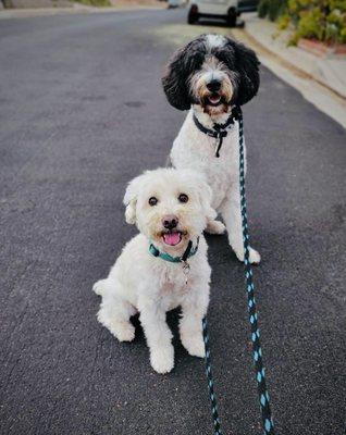 Fetch! Pet Care of Dallas