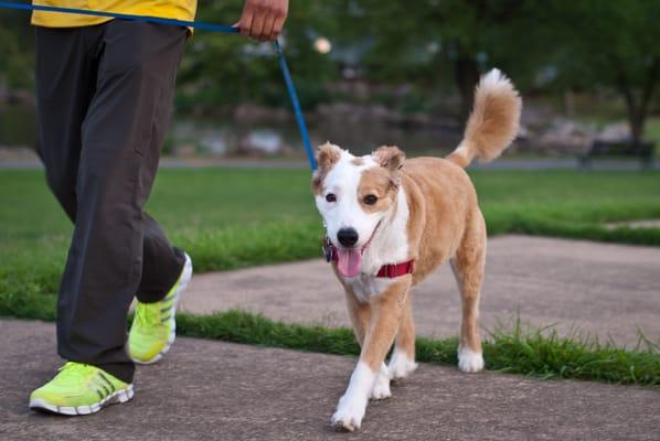 Commonwealth Pet Care