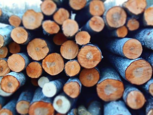 tree care little rock