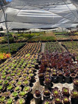 Blue and Green Nursery