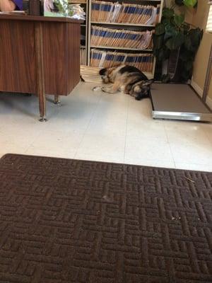 Animal Medical Care