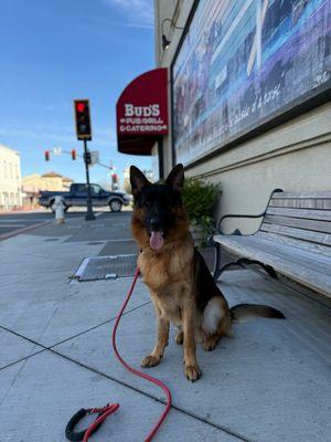 Golden Solutions Dog Training