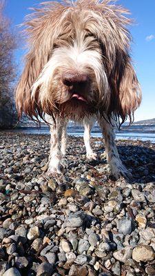 Veda's Dog Day Afternoon