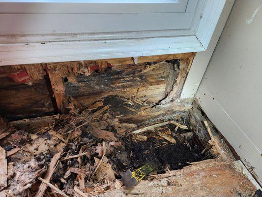 Rotted frame under window