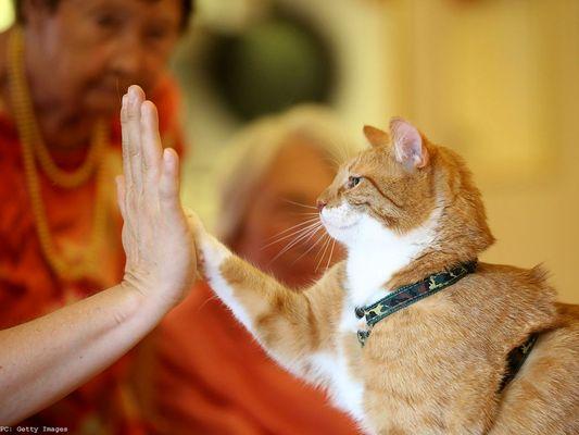 Petty Vetty Mobile Veterinary Service