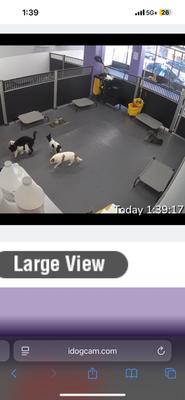 Molly's Dog Care Walter Reed