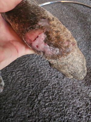 Oakwood Veterinary Clinic