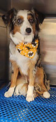 Resorts Boarding & Play