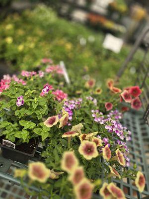 Abide A While Garden Boutique