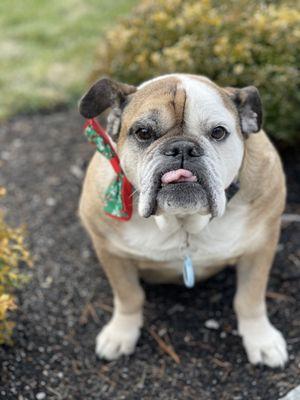 Westboro Dog Walkers