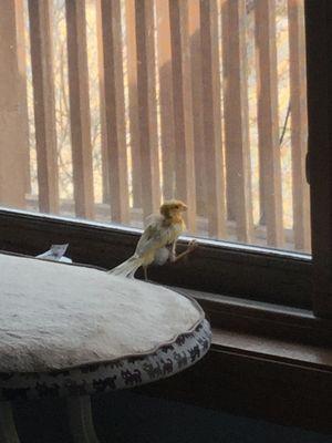 Here is how sick and desperate this poor canary was...plucked nearly to death due to a tiny cage where some males were plucking others.